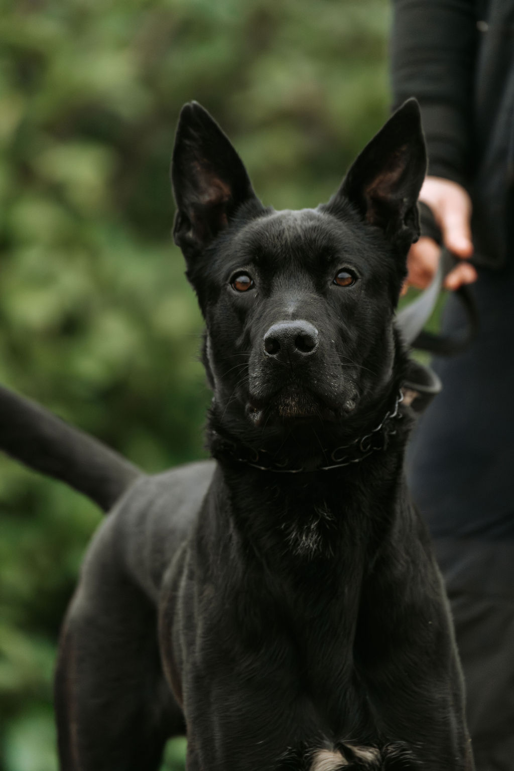 Dangerous dog rehabilitation