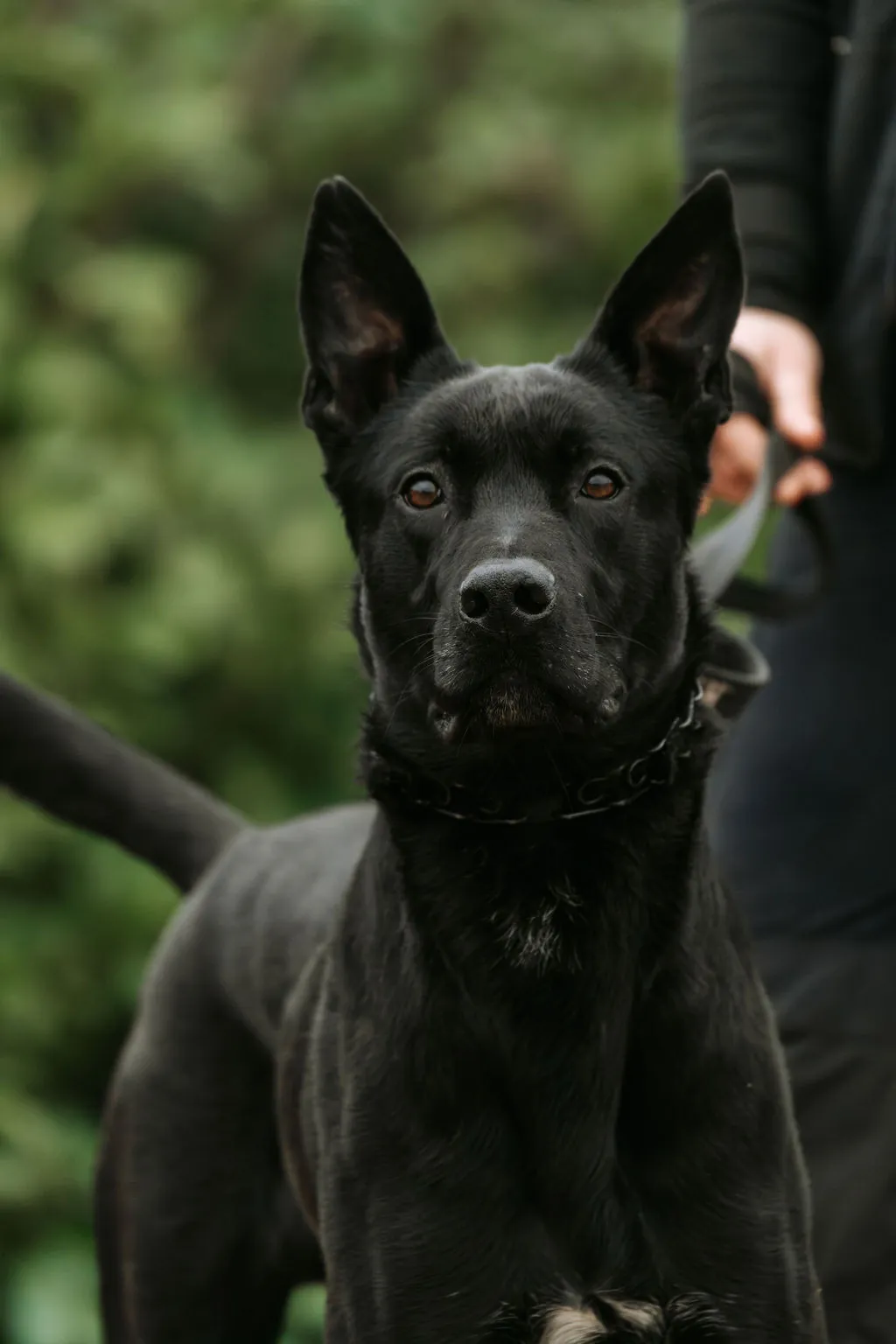 Dangerous dog rehabilitation
