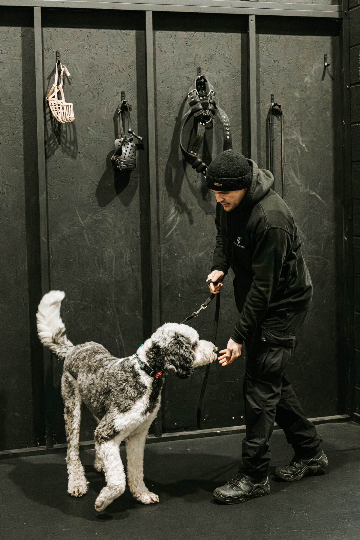 Canine development day training with Rogue Wolves K9.