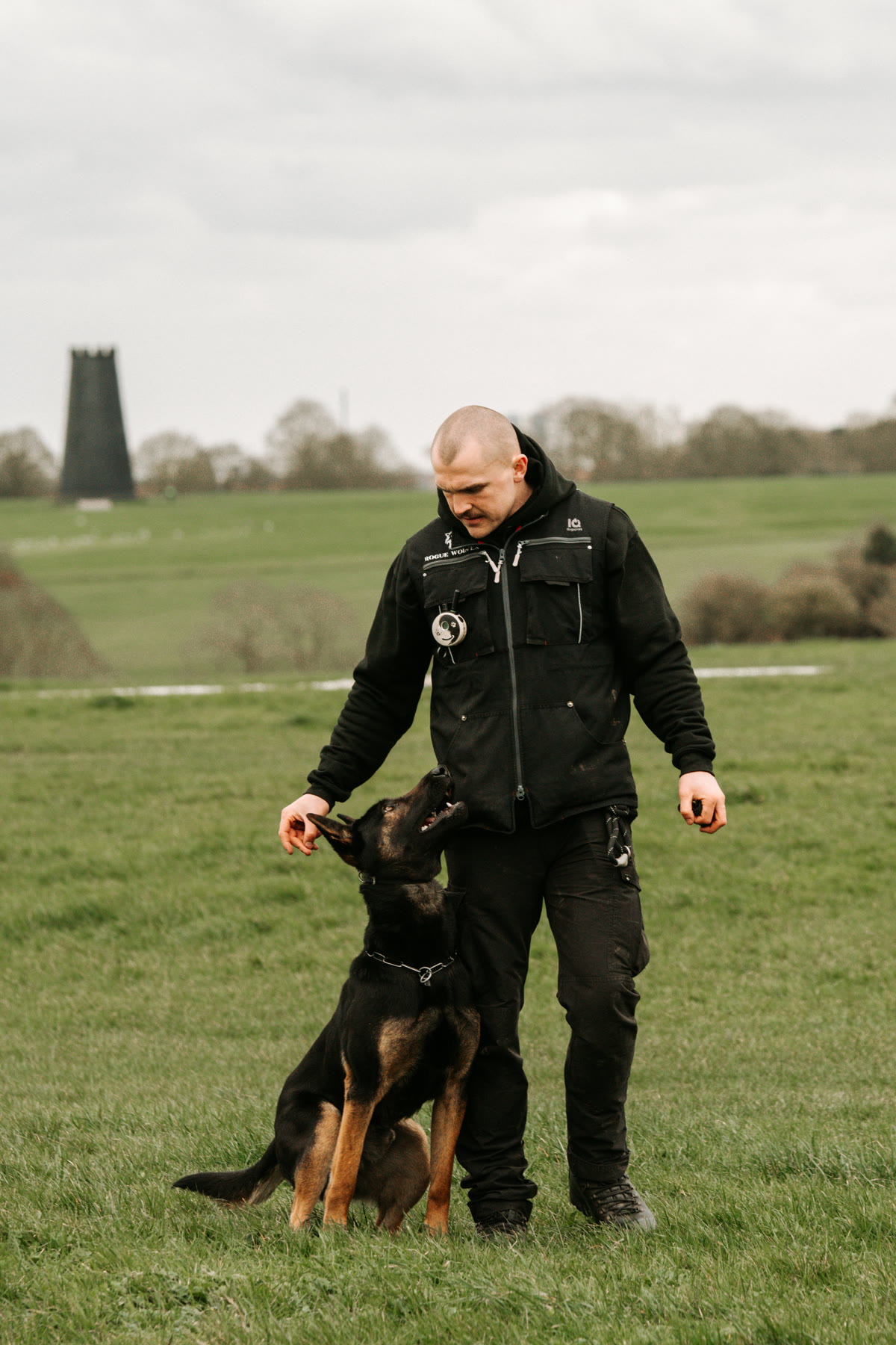 Protection dog demonstrating composed obedience during training.