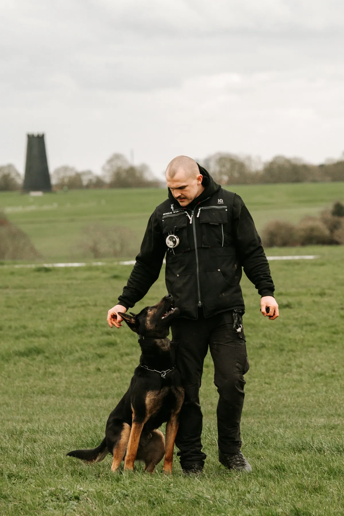 Protection dog demonstrating composed obedience during training.