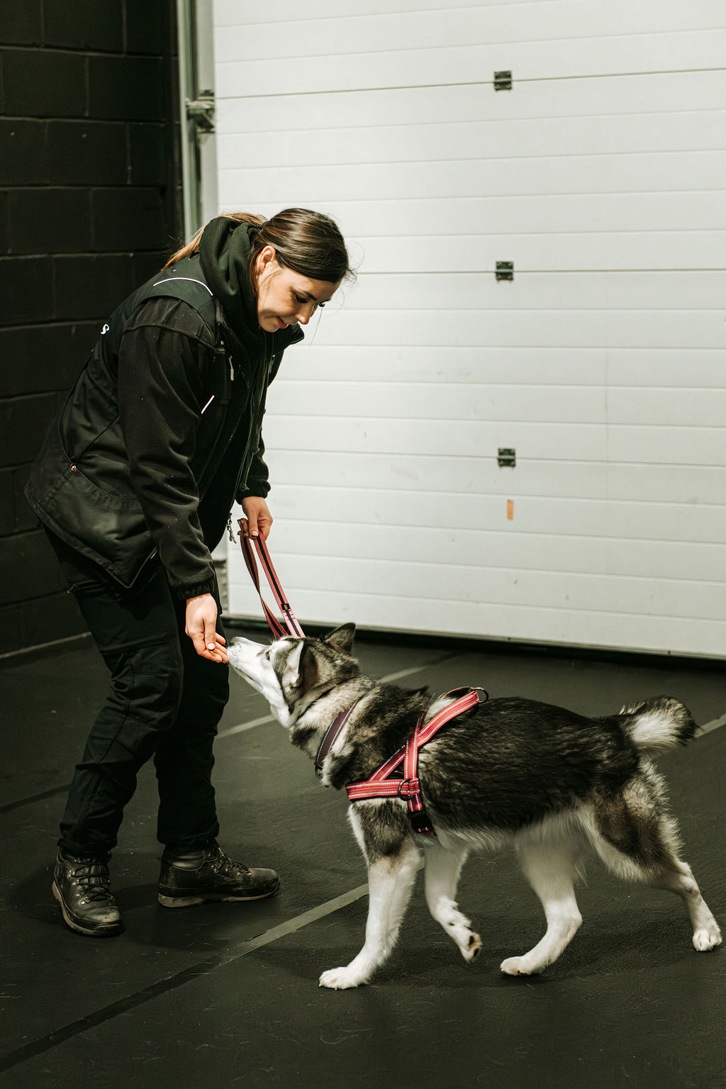 Building trust with a residential training dog.