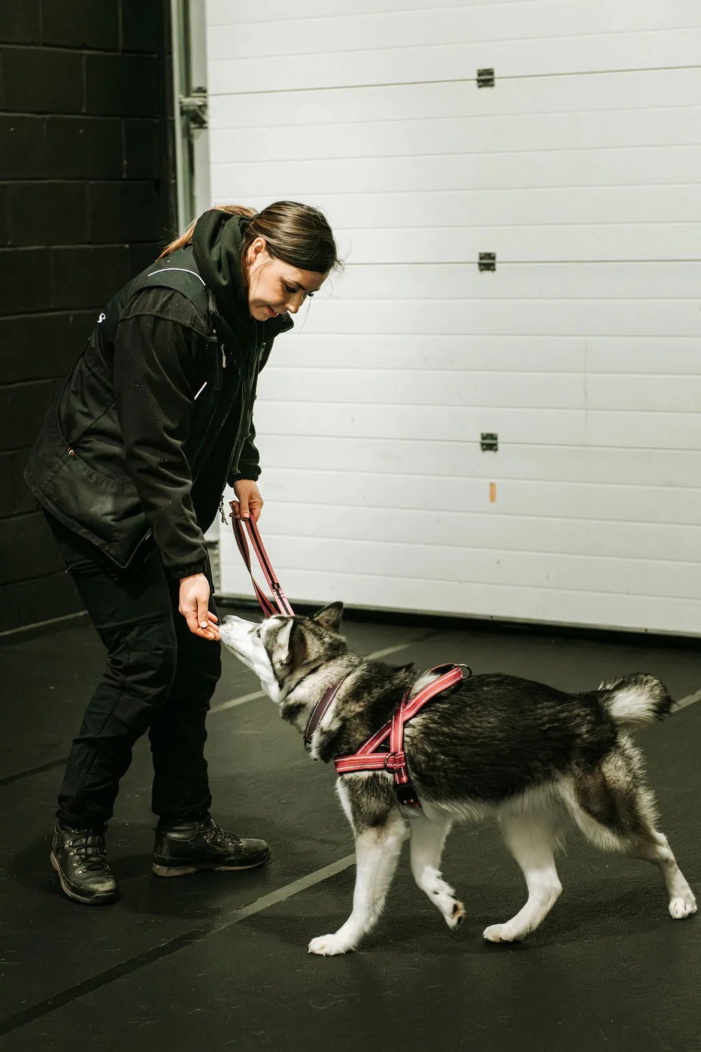Building trust with a residential training dog.