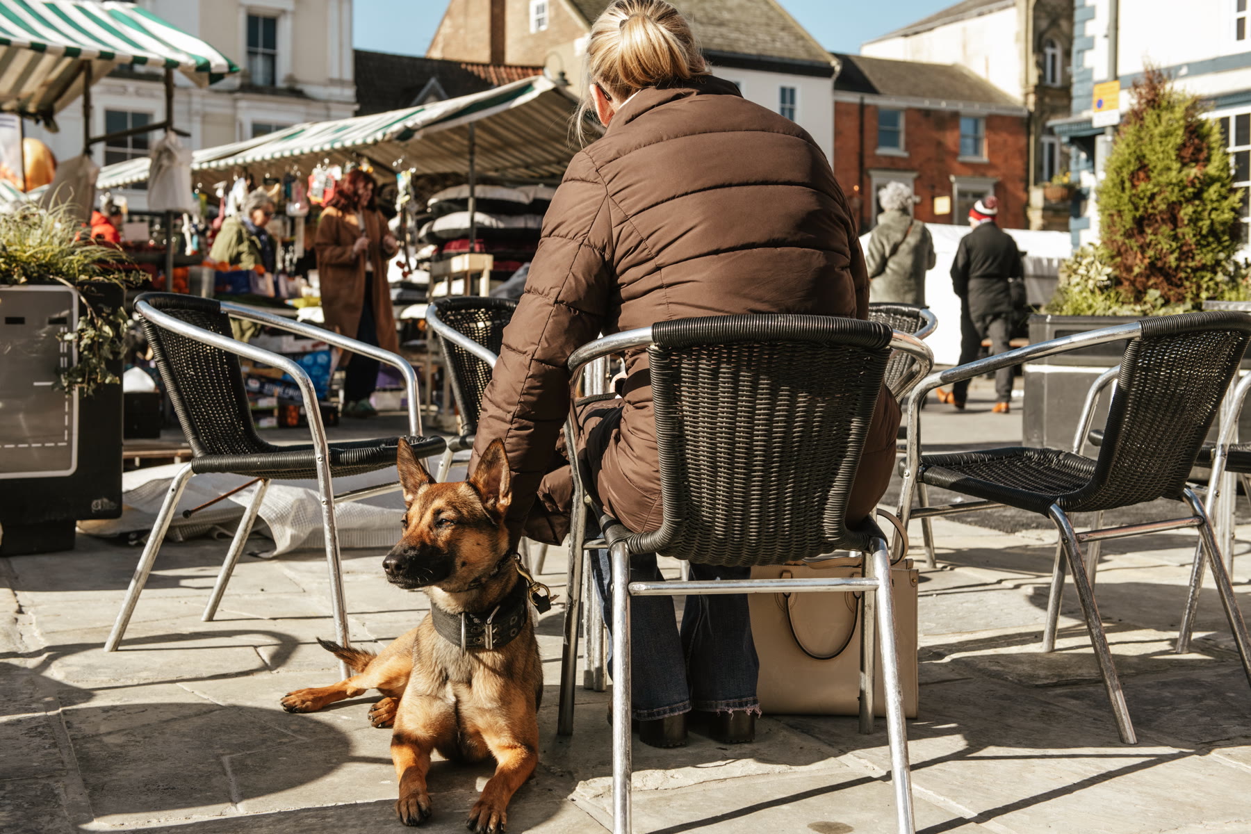 Protection dog showing calm presence in a public environment.