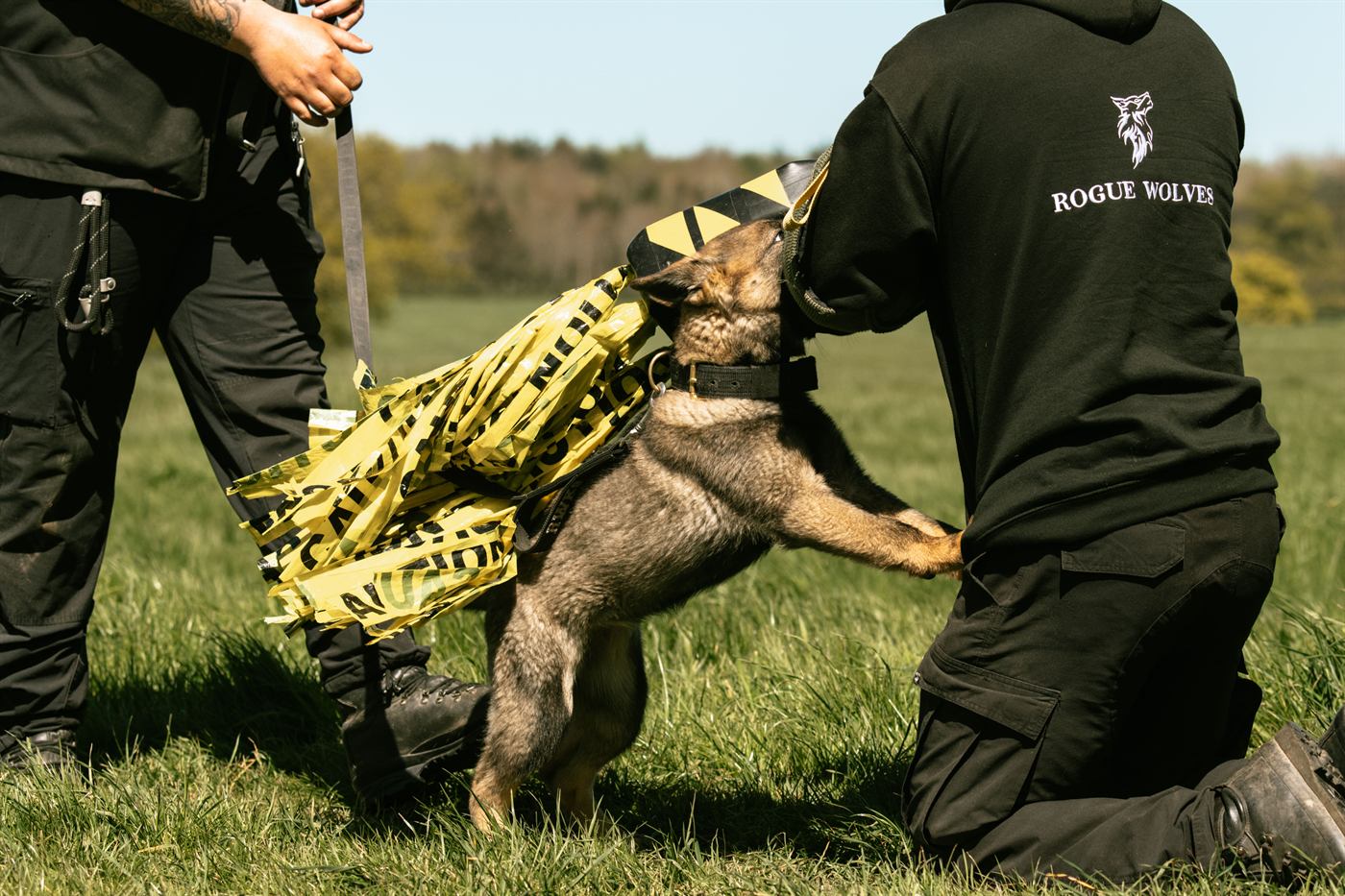 Decoy development session with a protection dog at Rogue Wolves K9.