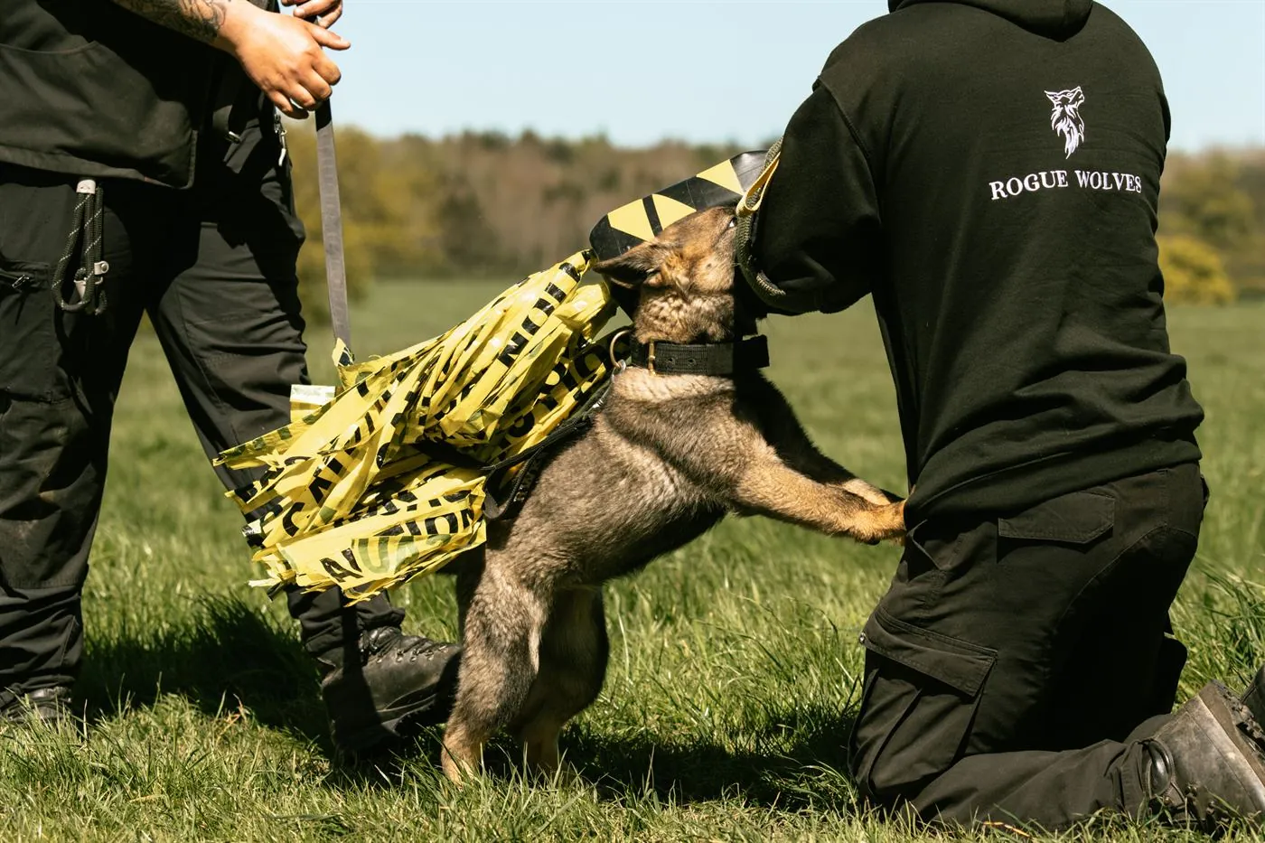 Decoy development session with a protection dog at Rogue Wolves K9.