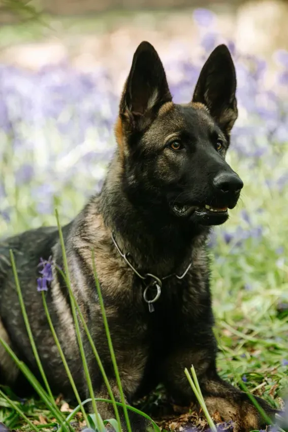 Grimm — German Shepherd.