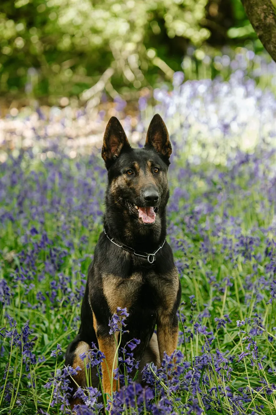 Kraven — Belgian Malinois.