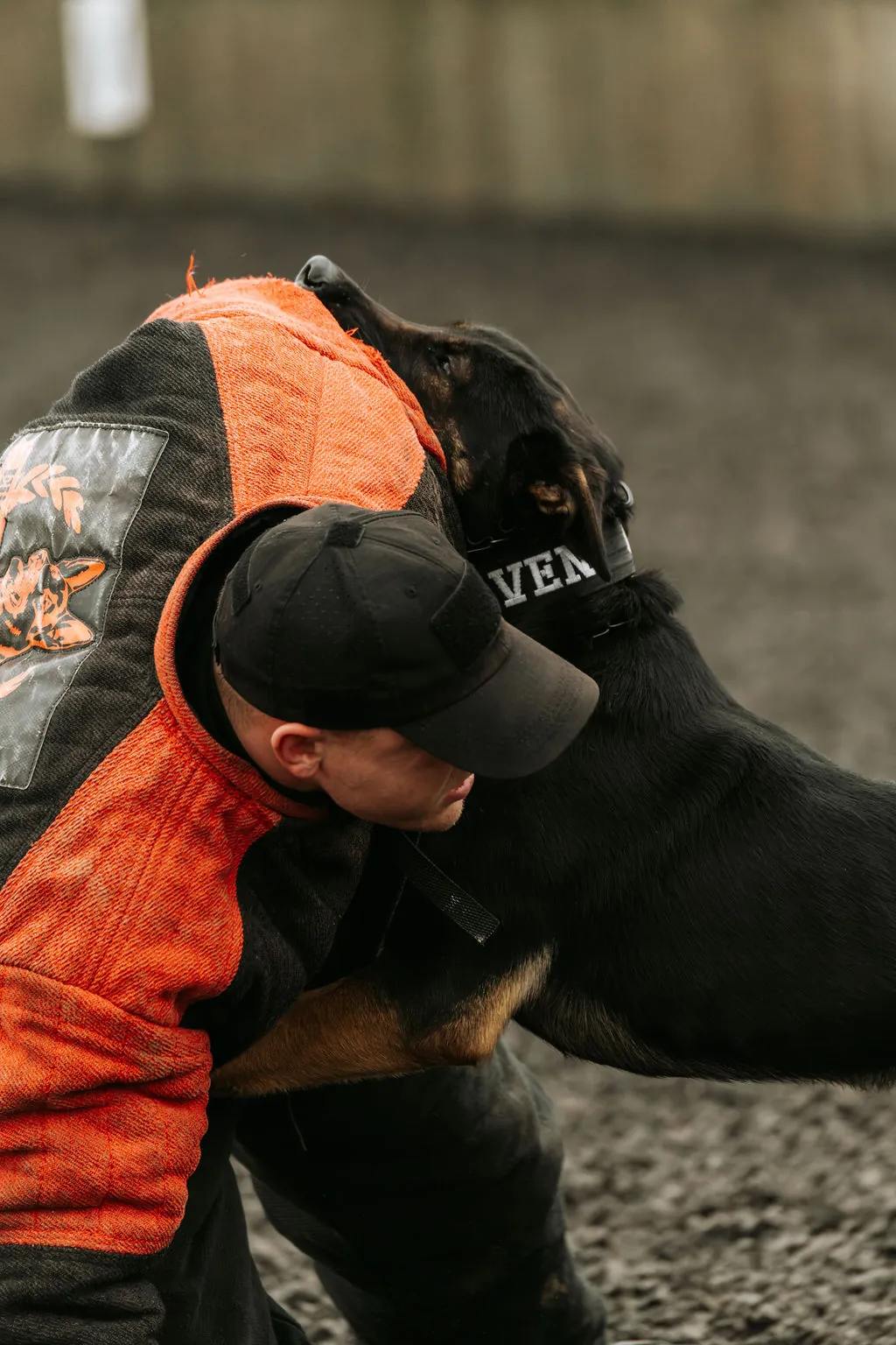 Kraven — Belgian Malinois.