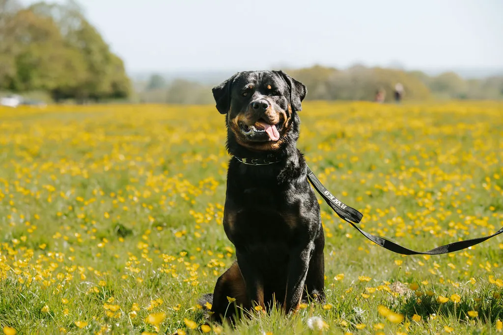 Lenny — Rottweiler.