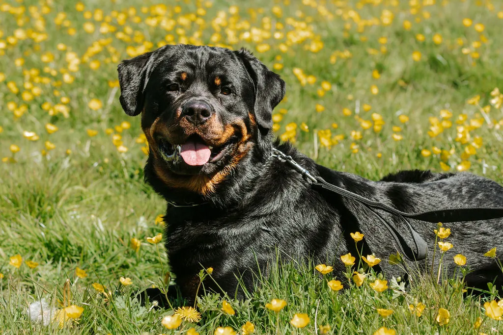 Lenny — Rottweiler.