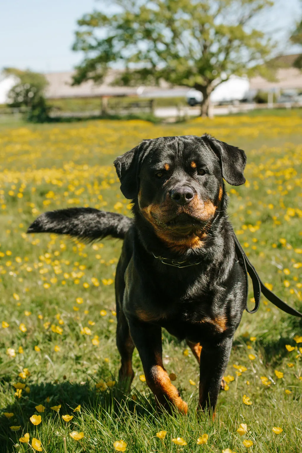 Lenny — Rottweiler.