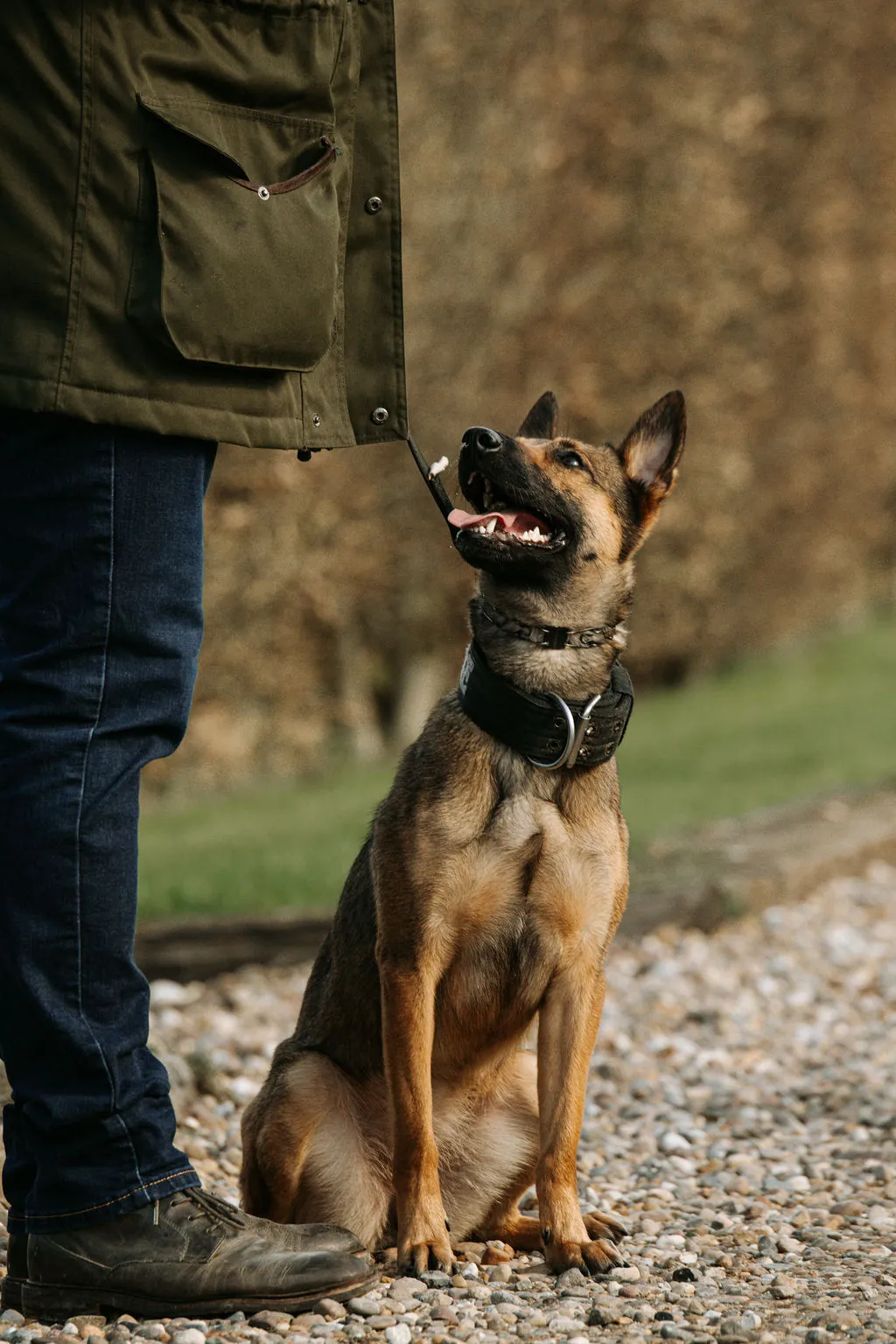 Rage — Belgian Malinois.