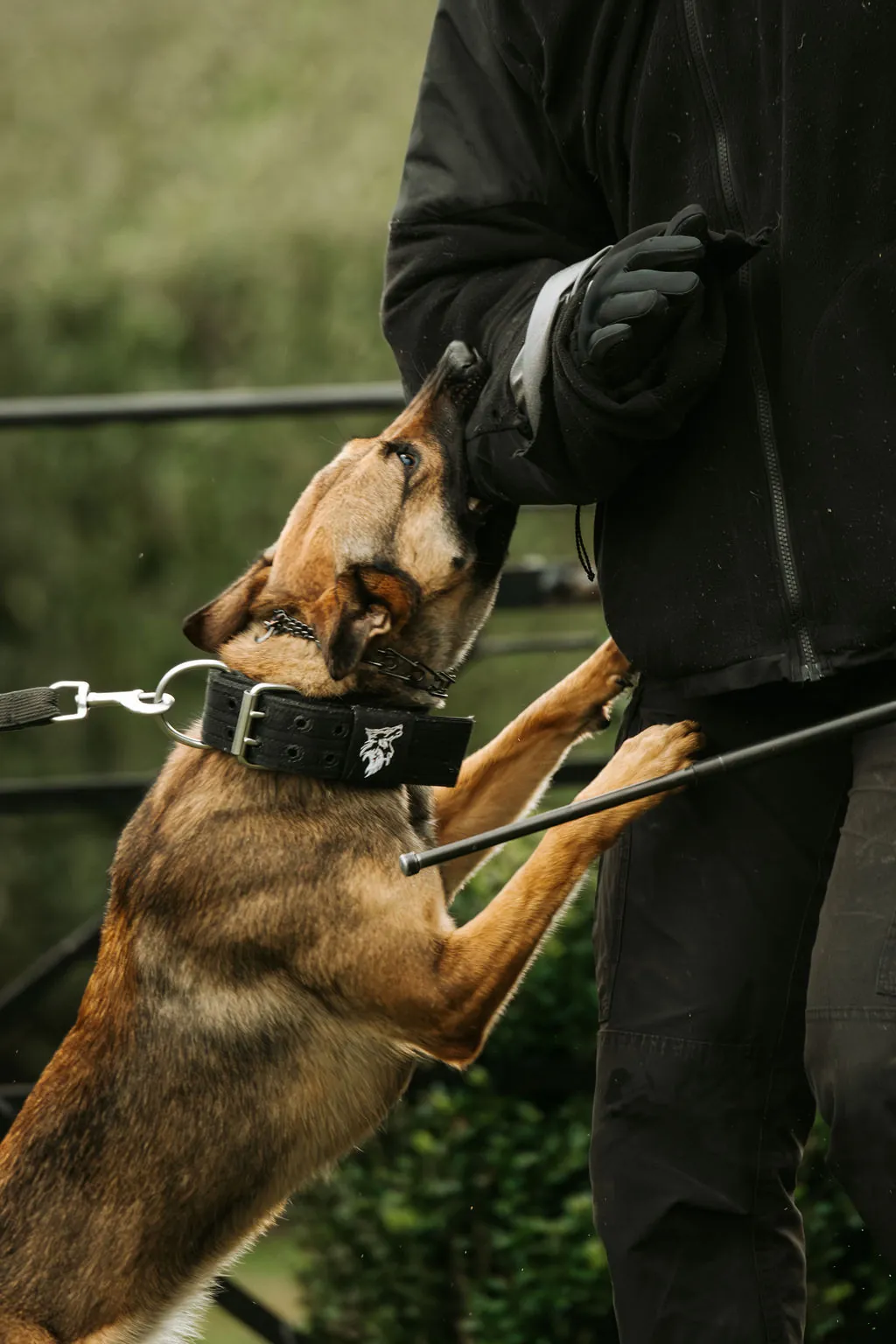 Rage — Belgian Malinois.