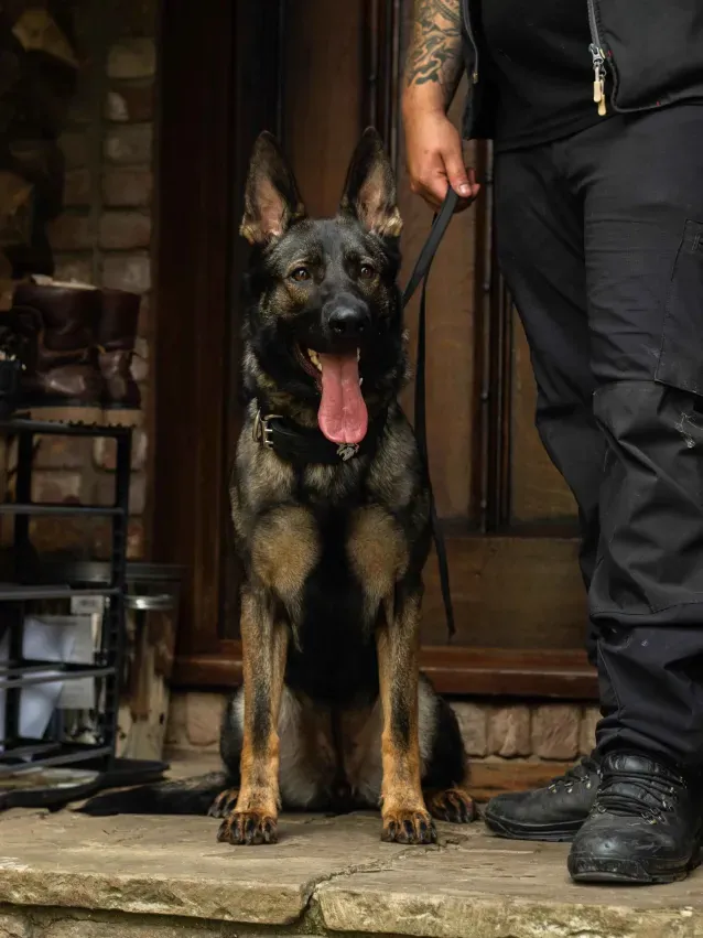 Raven — German Shepherd.