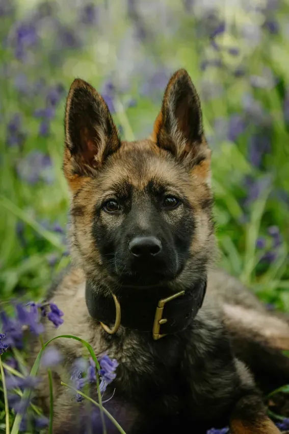 Ruin — German Shepherd.