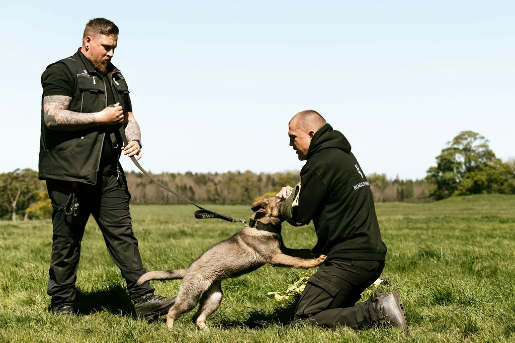 Ruin — German Shepherd.